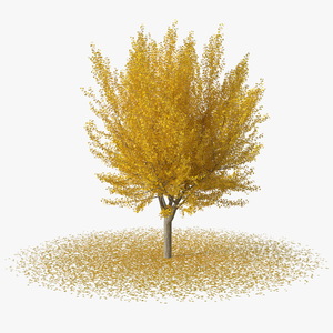 3D Ginkgo Tree Leaf Fall