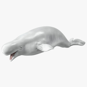 3D Beluga Whale Adult model