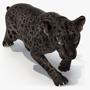 3D Black Leopard Cub Sneaking Pose