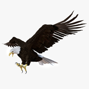 3D Realistic Bald Eagle Animated Rigged