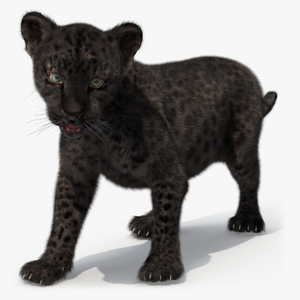 3D Baby Black Leopard Cub Fur