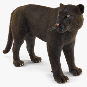 3D Black Panther Stand Pose Fur model