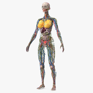 3D model Female Body Anatomy without Muscles