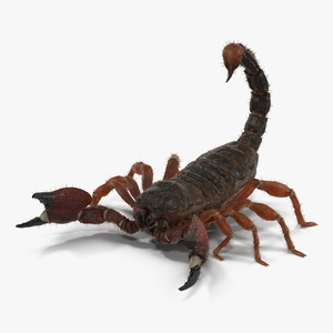 Scorpion Pose 2 with Fur 3D model