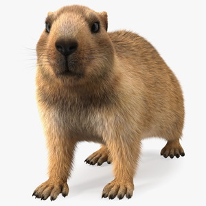 Alpine Marmot Fur 3D