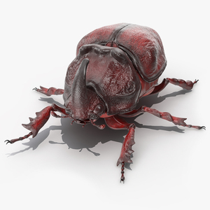 3D model Oryctes Nasicornis Rhinoceros Beetle Standing