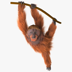 3D Orangutan Hanging on Branch Fur