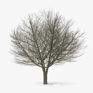 3D White Ash Winter