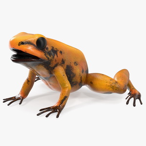 Poisonous Dart Frog Orange Morph Rigged 3D model