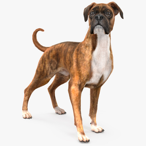 Boxer Dog Tiger Colored Fur Rigged 3D model