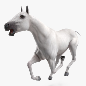 3D White Horse Rigged model