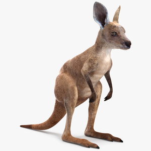 3D Baby Kangaroo model