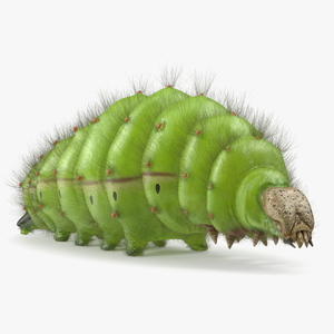 3D model Silkworm Green Fur Rigged