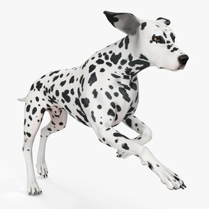 Running Spotted Dalmatian Dog 3D model