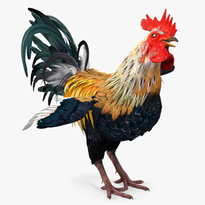 3D Rainbow Rooster Rigged for Cinema 4D