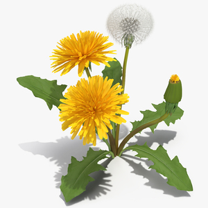 3D Dandelion Plant Taraxacum Officinale