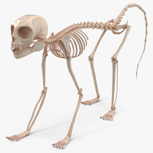 3D model Common Marmoset Monkey Skeleton Crawling