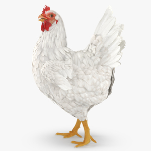 3D White Chicken Walking Pose