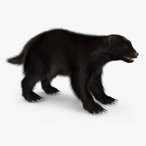 Wolverine Dark Color Fur 3D model