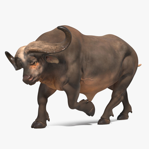 3D model African Buffalo Attacking Pose