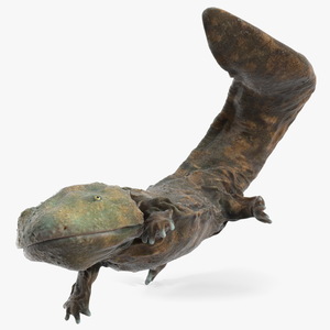 3D Aquatic Giant Salamander Light Wet Swimming model