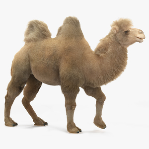 3D model Bactrian Camel Light Colored Walking Pose Fur