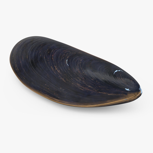 3D model Realistic Clam Shell