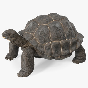 3D model Giant Tortoise Stand Pose