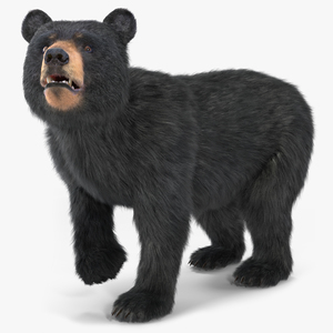 Young Black Bear Fur Rigged 3D