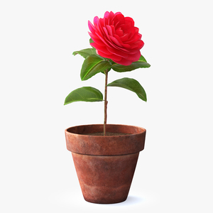 3D Flower Camelia in Pot