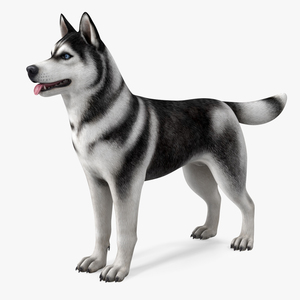 3D model Siberian Husky Black and White Coat