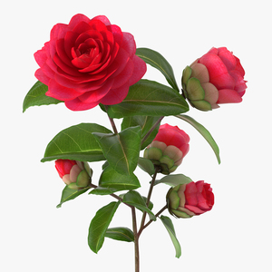 3D Garden Flower Camellia Red