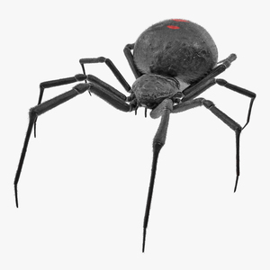 Latrodectus Spider with Fur 3D