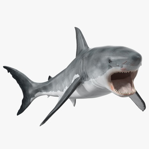 Great White Shark Blood Stained Rigged for Maya 3D