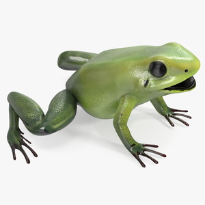 Green Morph Dart Frog Rigged for Cinema 4D 3D