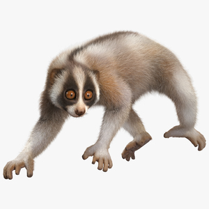 3D Bangka Slow Loris Fur