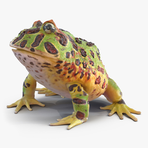 3D Pacman Frog Pose 3 model