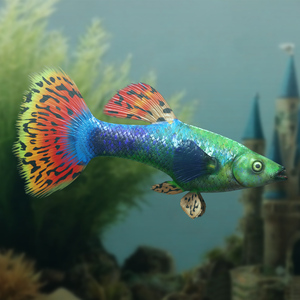 3D Guppy Fish Red Dragon