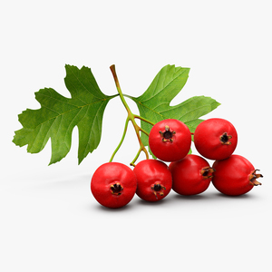 3D model Hawthorn Berry Branch Fur