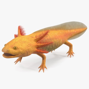 3D Golden Albino Axolotl