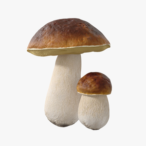 Boletus Edulis 3D model