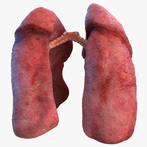 Human Respiratory System 3D model