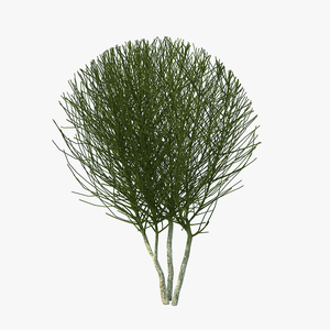 3D model Bare Shrub