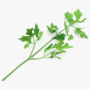 Heap of Parsley Leaves 3D