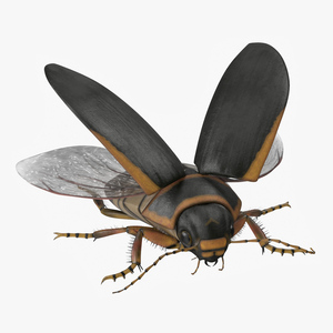 3D Hygrobia Beetle Brown Realistic Flying model