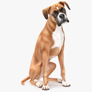 Sitting Dog Boxer 3D