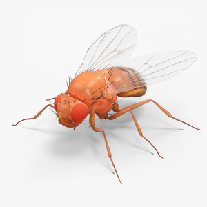 3D Vinegar Fly