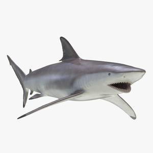 3D model Spinner Shark Rigged