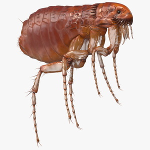 3D Flea Insect