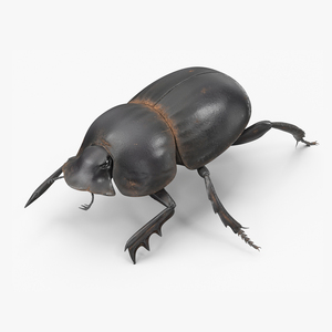 3D model Dung Beetle Crawling Dirt